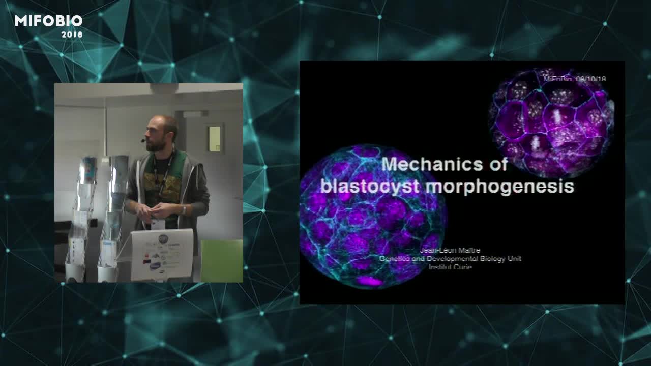 Mechanics of blastocyst morphogenesis - Jean-Léon Maître
