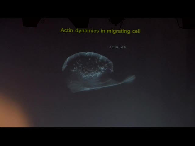 Mechanisms and dynamics of actin dependent protrusion - Klemens Rottner