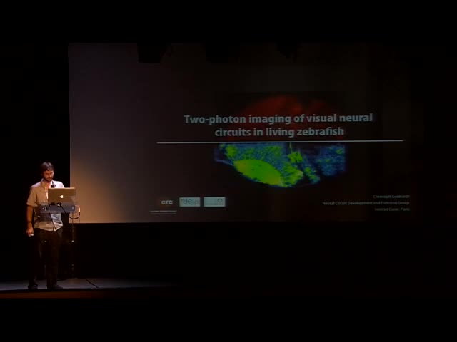 Two photon imaging of visual neural circuits in living zebrafish - Christoph Gebhardt