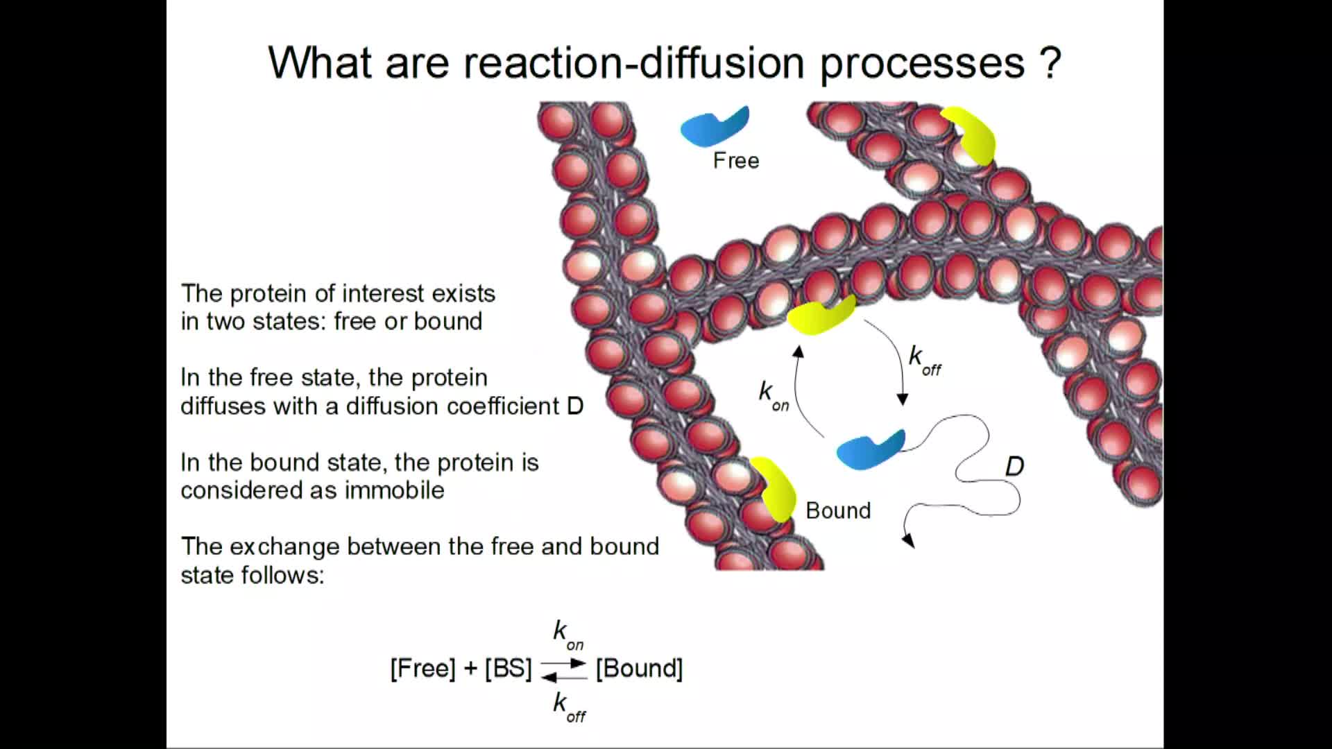 Investigating reaction-diffusion dynamics of proteins in the nucleus of living cells using fluorescence-based methods - Sébastien Huet