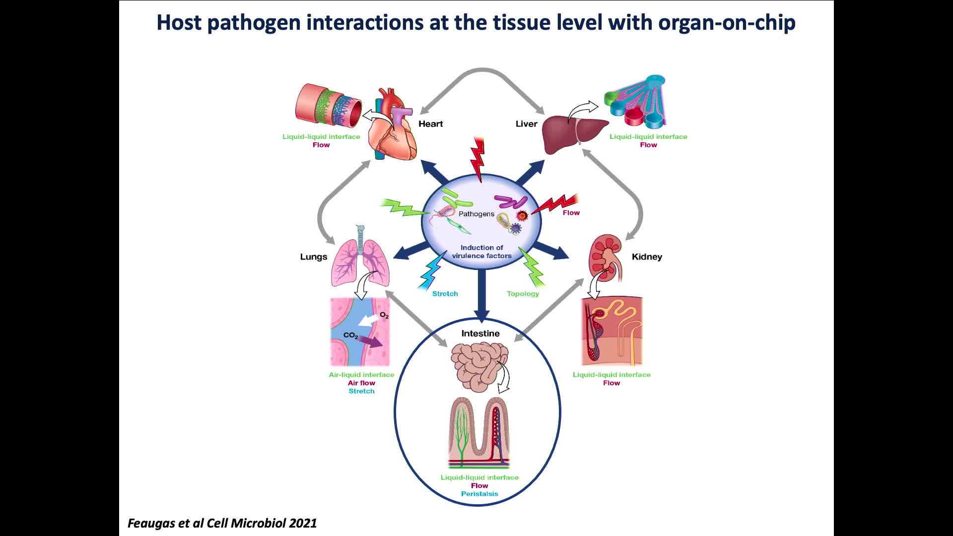 Impact of physical forces of the gut on pathogen infection using organ-on-chip (OOC) - Nathalie Sauvonnet