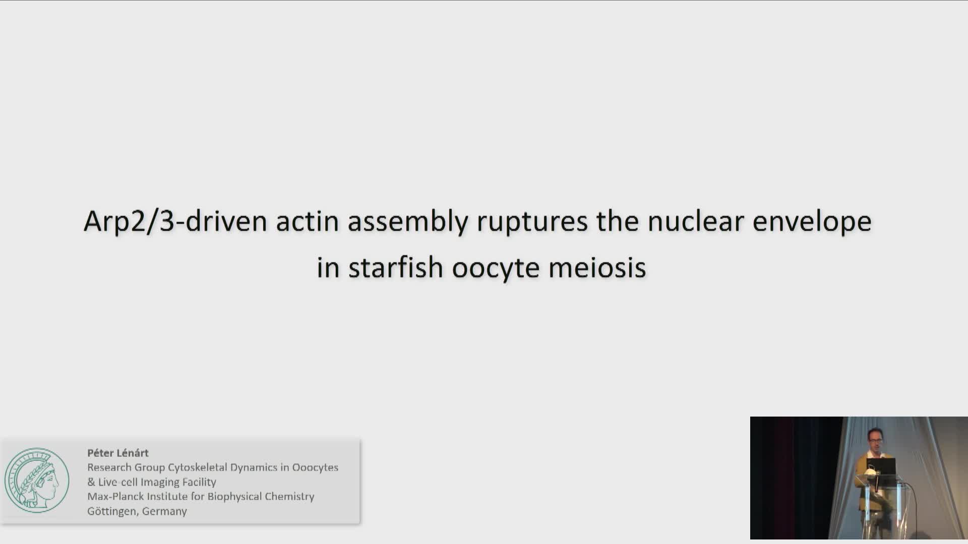 Correlated super-resolution light and electron microscopy reveals a novel actin-driven mechanism of nuclear envelope rupture in starfish oocytes - Peter Lenart