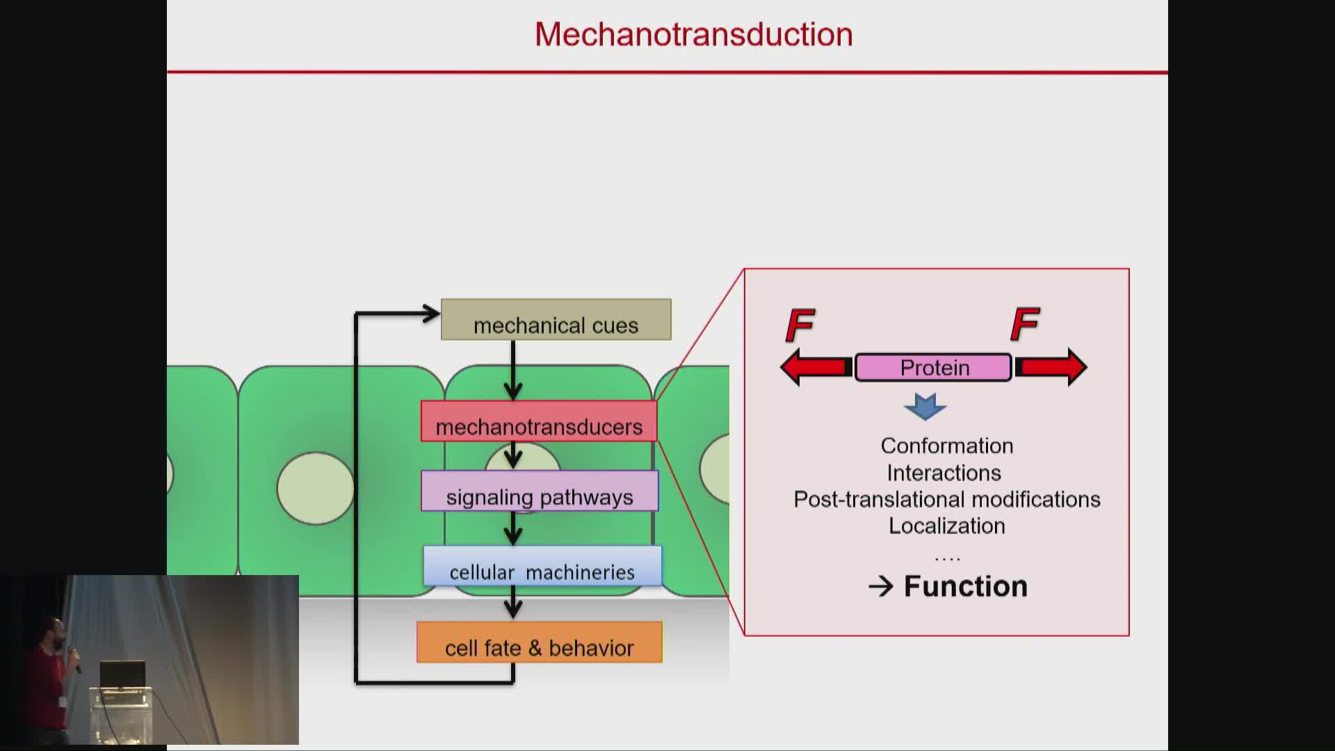 Force transmission at cell adhesions and the nucleus - Nicolas Borghi,