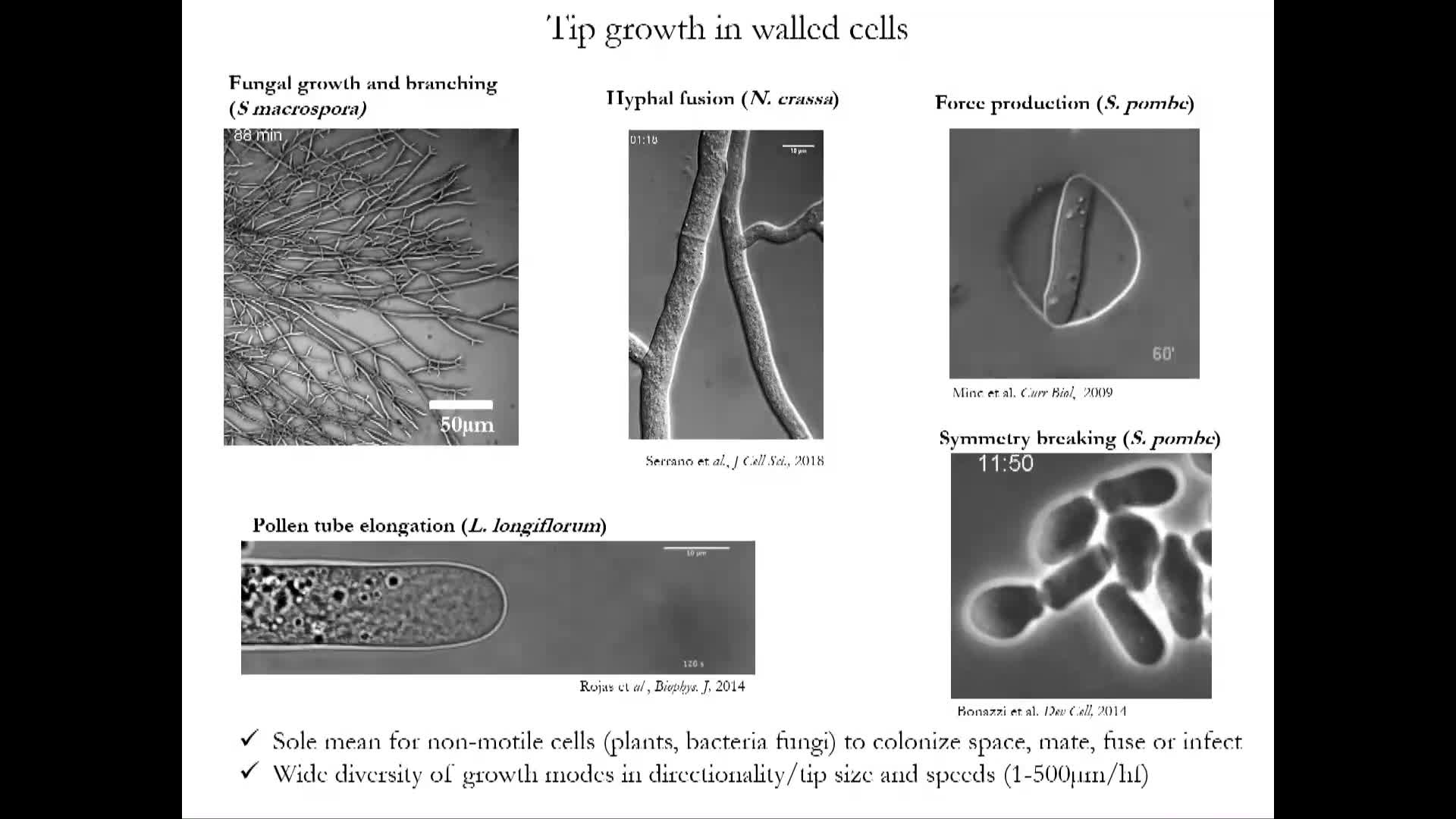 The Mechanobiology of Cell Growth and Shape control - Nicolas Minc