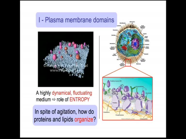 Quelques aspects de la modélisation physique des interactions et de la dynamique des protéines membranaires - Nicolas Destainville