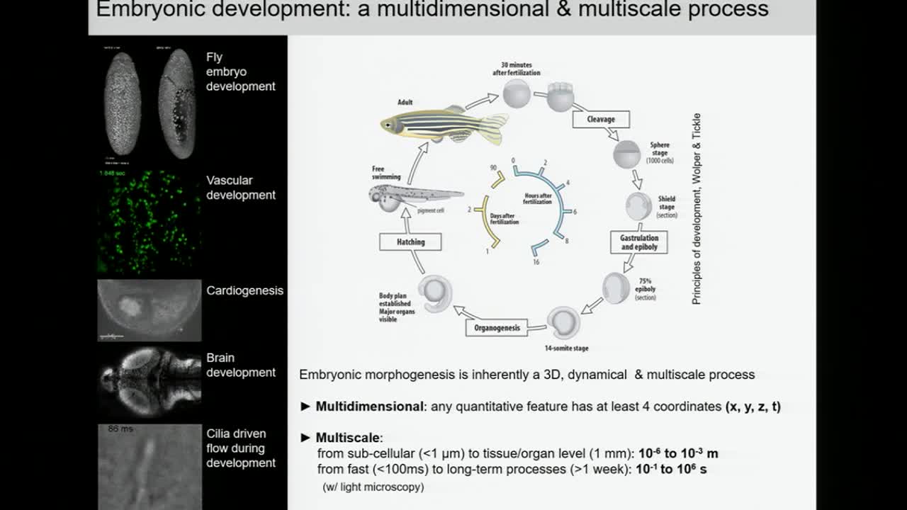 Multiscale imaging and analysis of embryonic development - Willy Suppatto