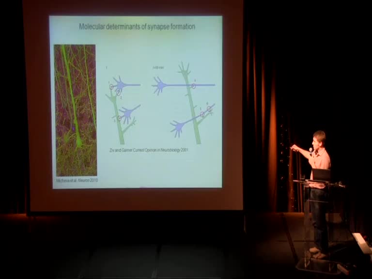 Assembly of post-synapses by neuronal adhesion molecules: single molecule studies - Olivier Thoumine
