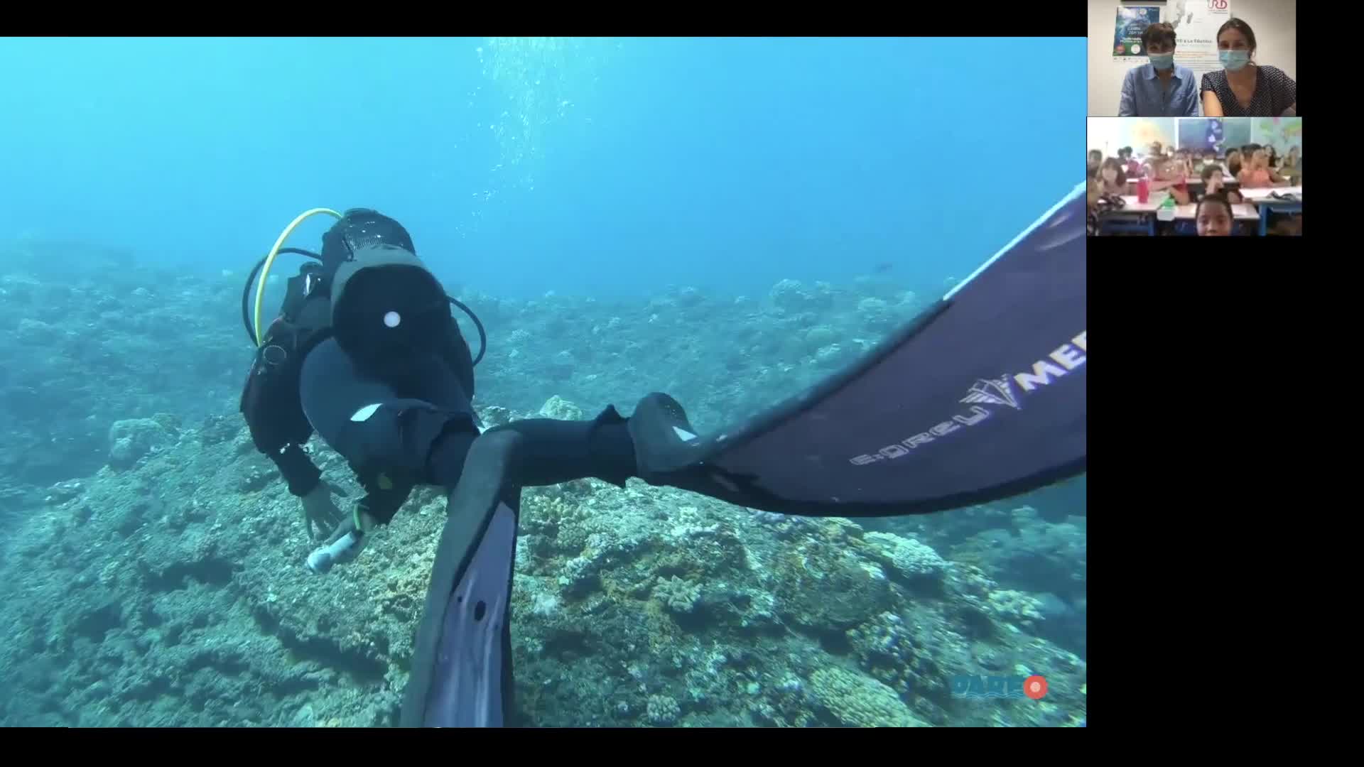 Plongées virtuelles sur le récif corallien de La Réunion