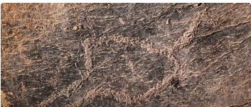 Rock Art View 1 – La pierre tatouée du désert : un art rupestre millénaire