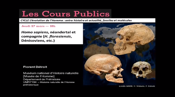 Homo sapiens, néandertal et compagnie (H. floresiensis, dénisoviens, etc.)