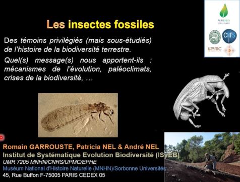 Les insectes fossiles : une longue histoire de petites bêtes (5/5)