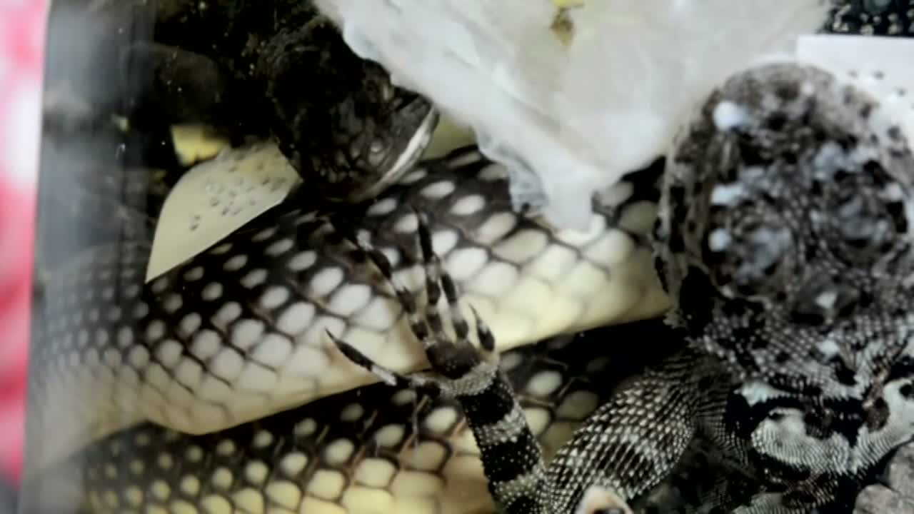 Les objectifs des collections de reptiles