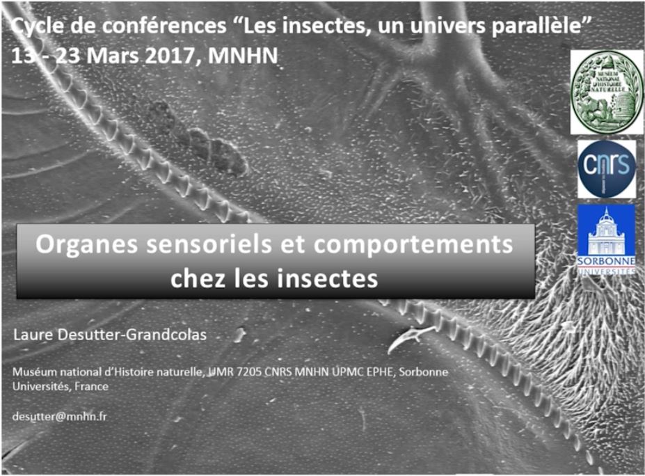 Organes sensoriels et comportements chez les insectes (3/5)