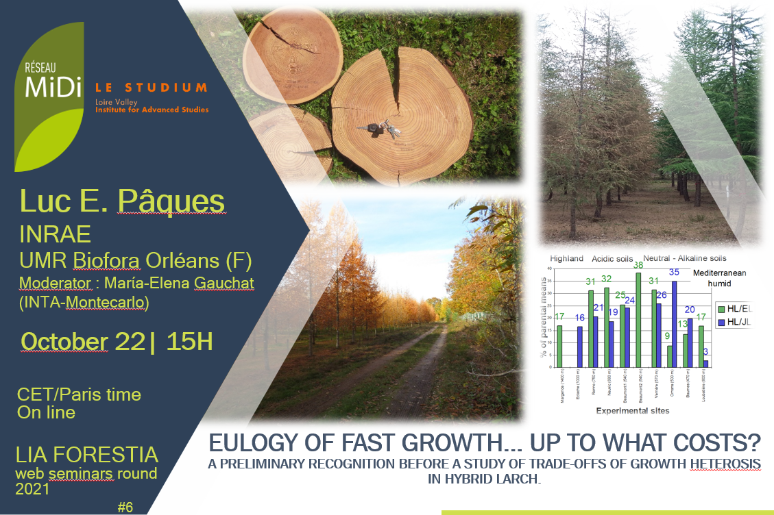 #6 Eulogy of fast growth… up to what costs?
A preliminary recognition before a study of trade-offs of growth heterosis in hybrid larch.