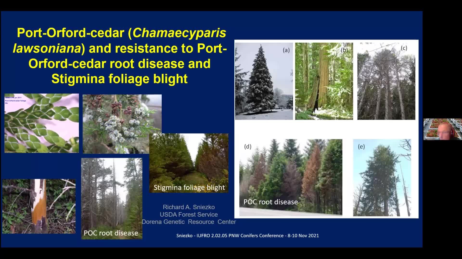Port-Oford-cedar (Chamaecyparis lawsoniana) and resistance to Port-Orford-cedar root disease and Stigmina foliage blight - Richard Sniezko