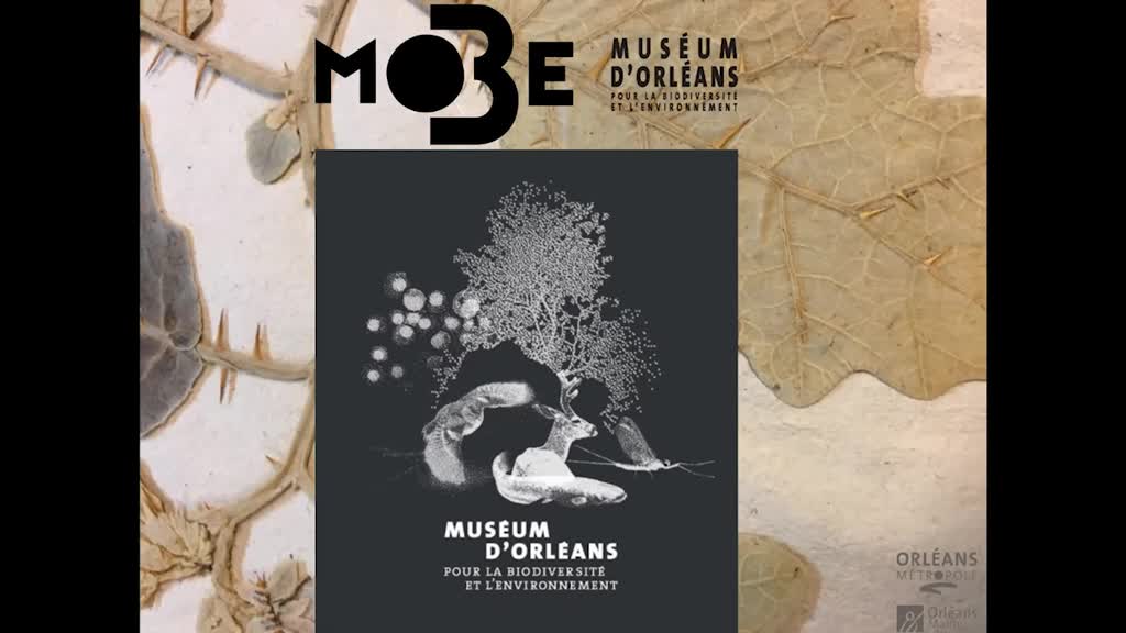 Le MOBE - Museum d'Orléans pour la Biodiversité et l'Environnement