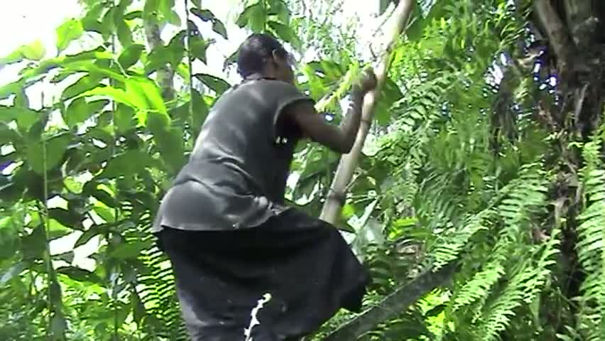 Chronique de Midouma 2007. Un après midi en brousse avec les femmes Babongo, Midouma (Ogoué Lolo, Gabon)