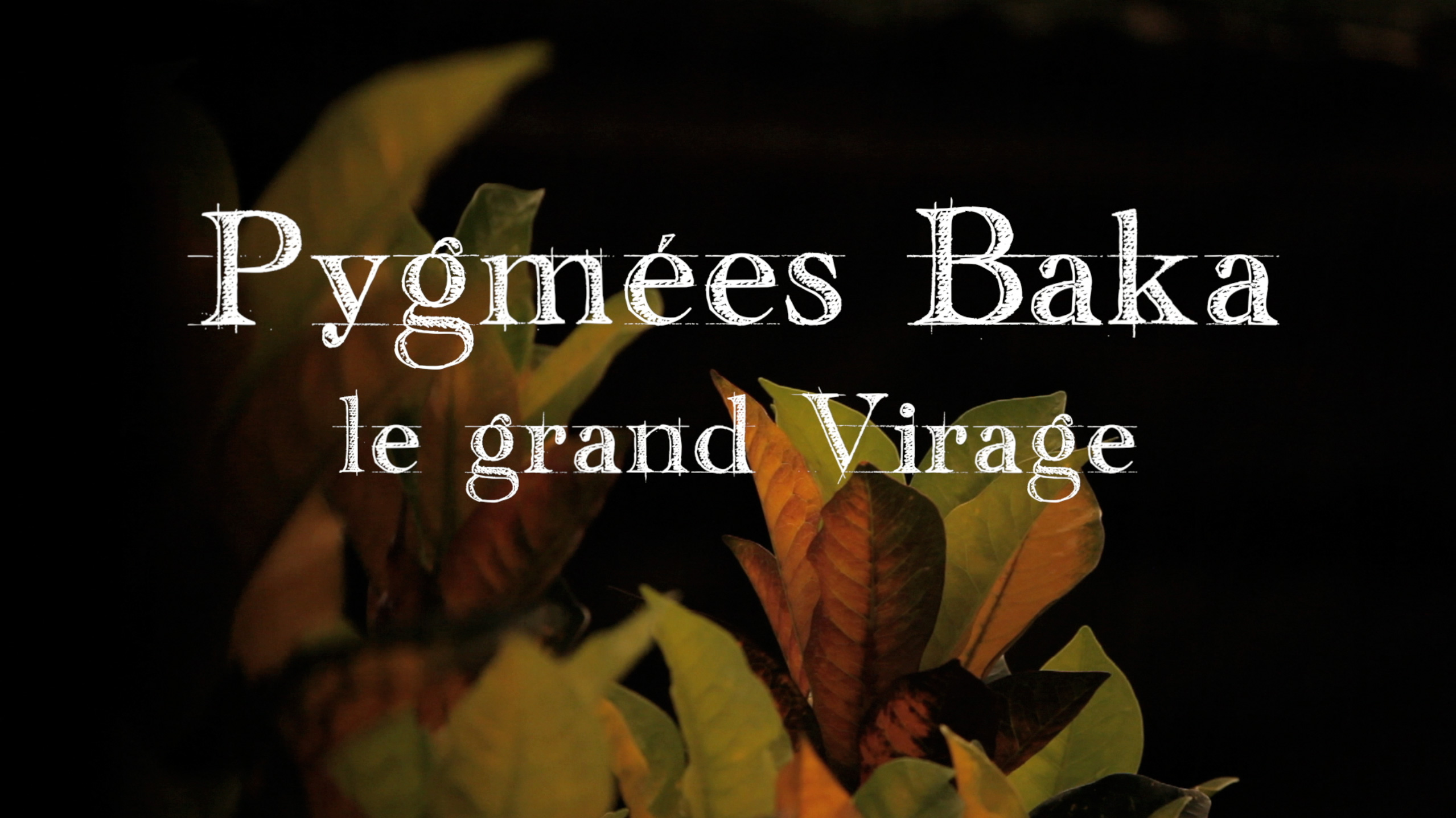 Chronique des Pygmées baka : Pygmées Baka, le grand Virage