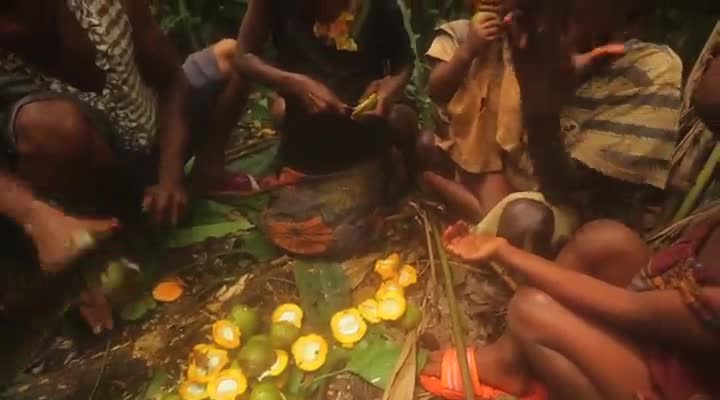 Chronique des Pygmées baka : récolte et fabrication de la pâte d'amandes de mangues sauvages