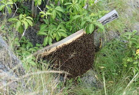 Cutting and installing a bee trunk / Construction et installation d’un tronc à abeilles. Atauro, Timor Leste. Bili, Makadade - mars 2019