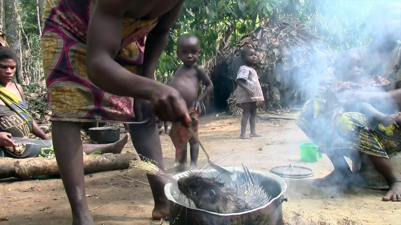 Forest camp cooking : a meal of porcupine. Baka chronicles. Messok district, East Cameroon, June 2013