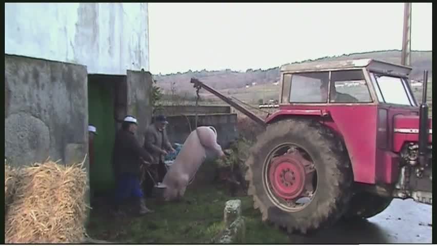 Le cochon en Galice