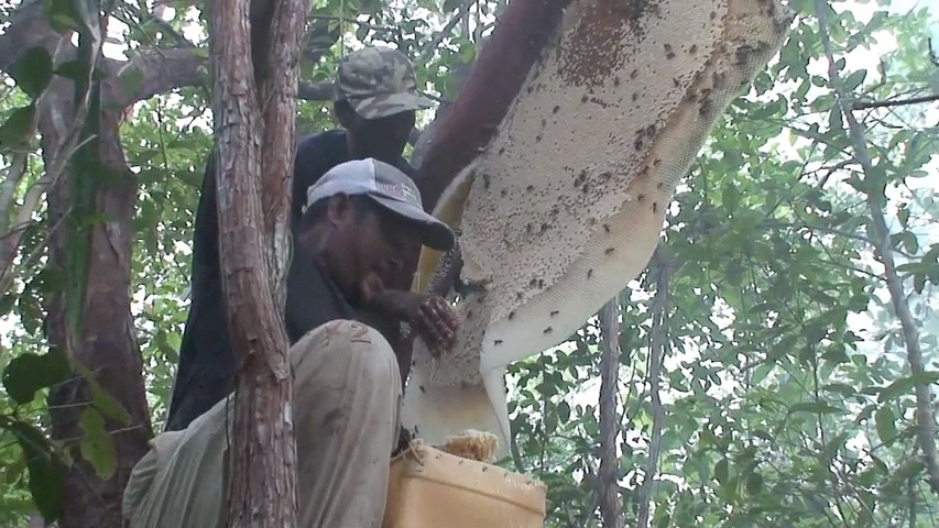 Les fermiers du miel. Apicollecte et apiculture à Belitung, Indonésie.