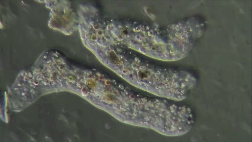 Amoeba proteus, la prolifération