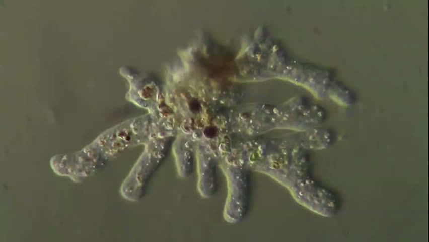 Amoeba proteus, les pseudopodes