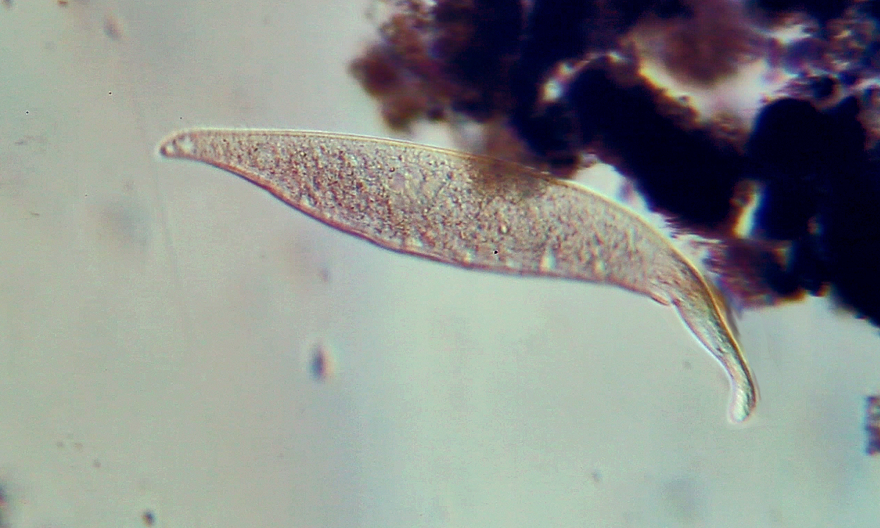 Amphileptus pleurosigma, cilié cousin de Litonotus