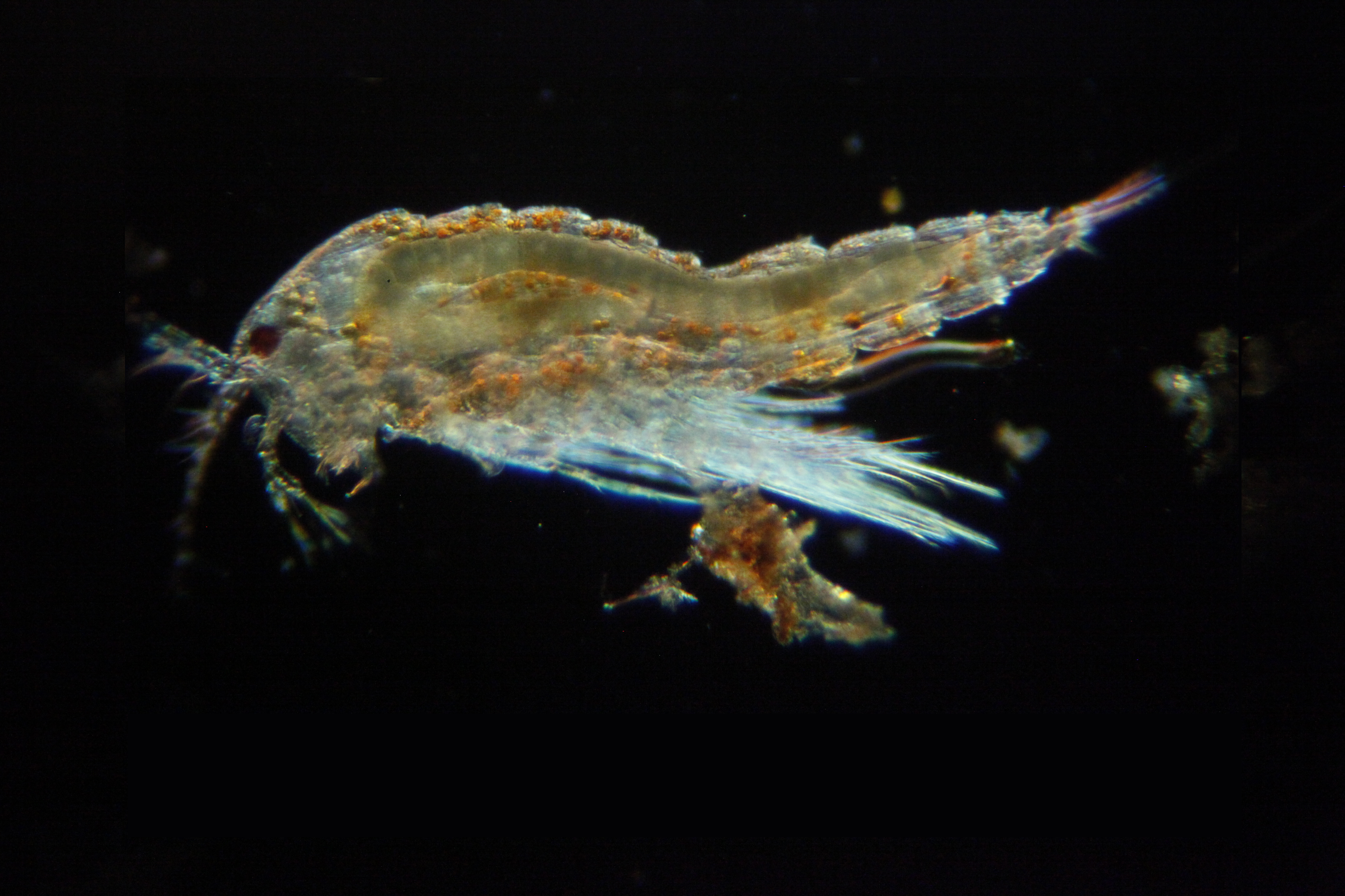 Canthocamptus staphylinus, un copépode d'eau douce