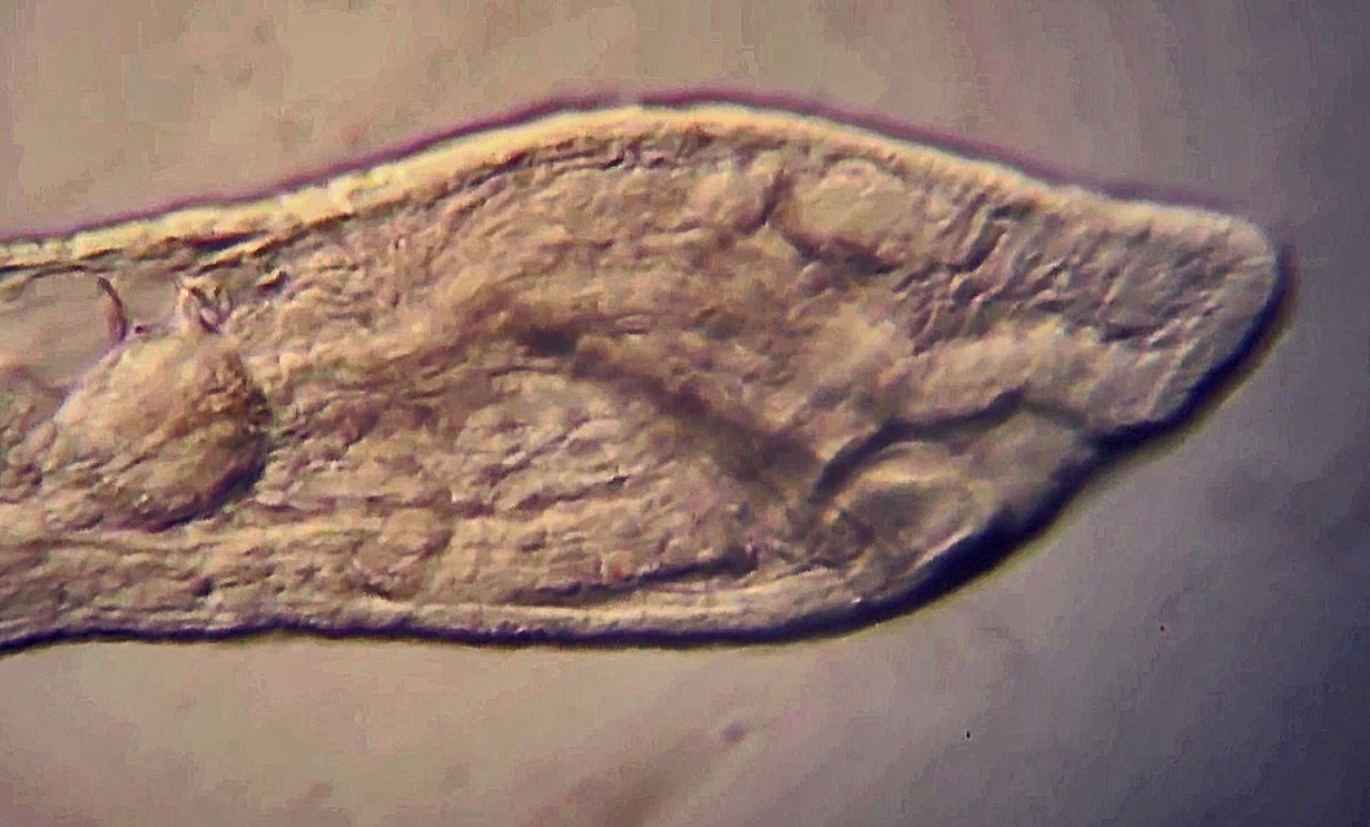 Chaetogaster, un annélide oligochète aquatique