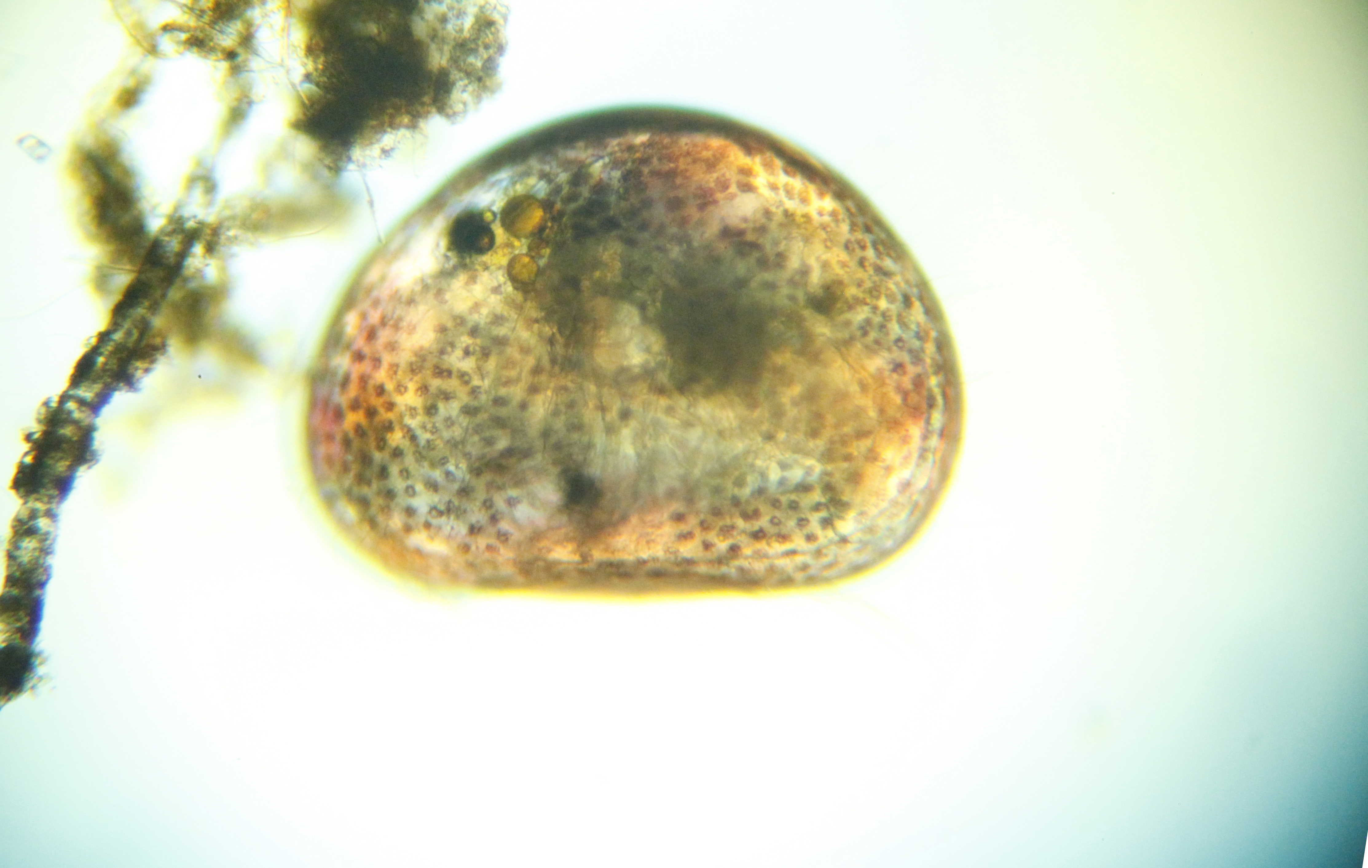 Cypris, l'ostracode