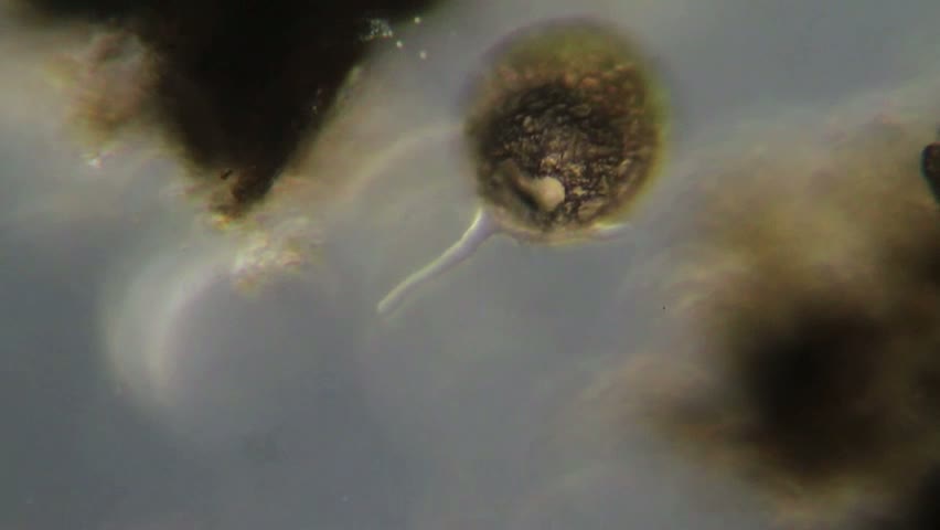 Difflugia globulosa, un thècamoebien
