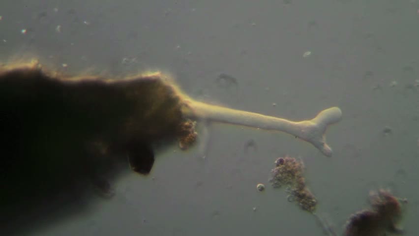 Difflugia pyriformis, pseudopode et flux cytoplasmique