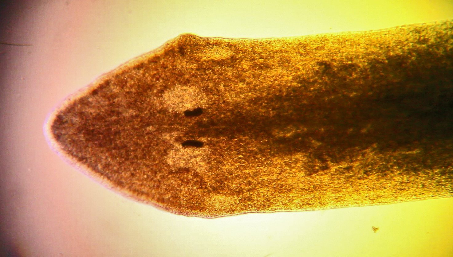 Dugesia gonocephala, la planaire type