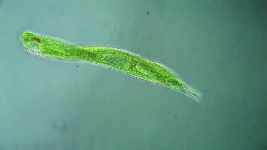 Euglena oxyura, protiste vert