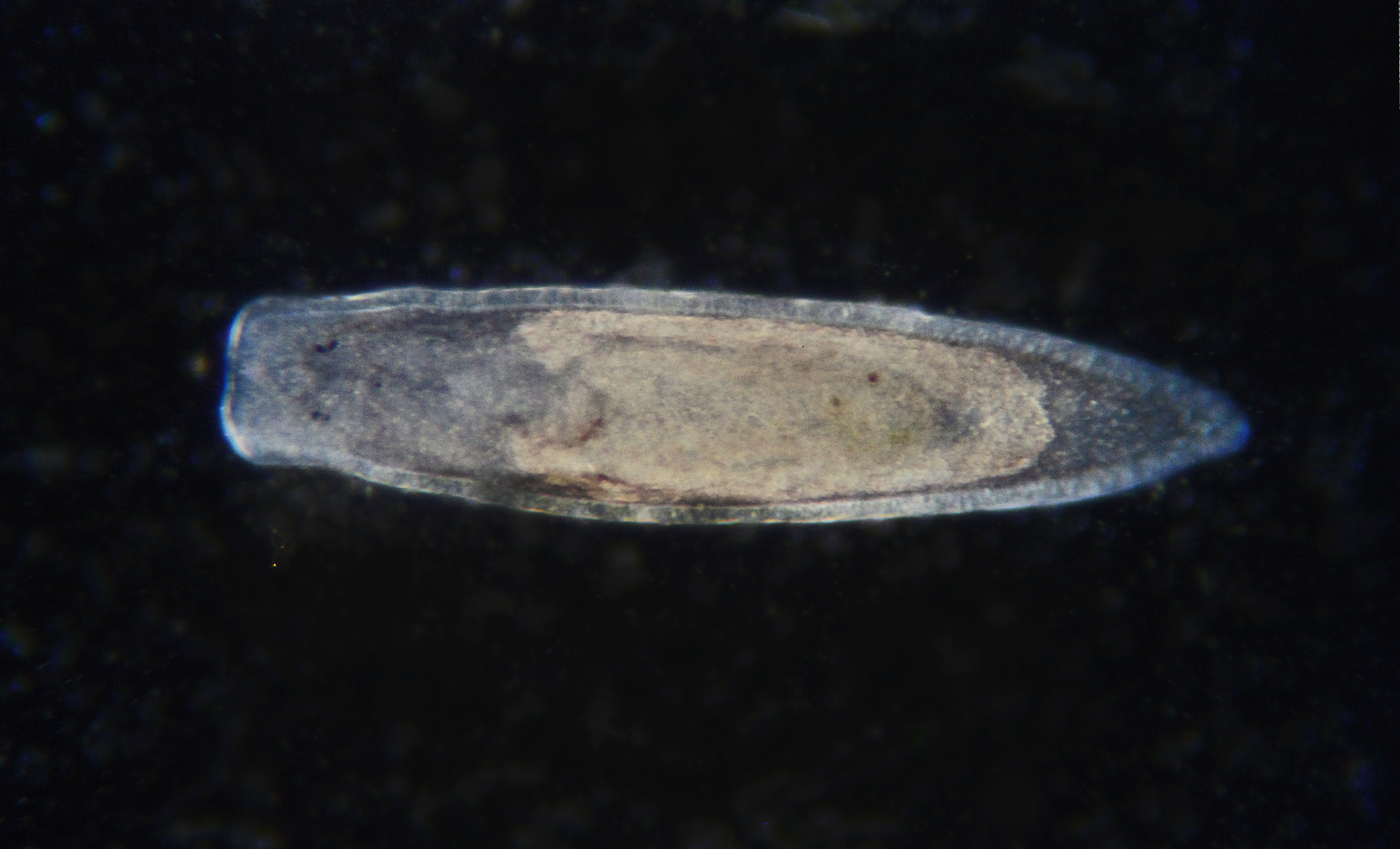 Gieysztoria, un plathelminthe bactériophage
