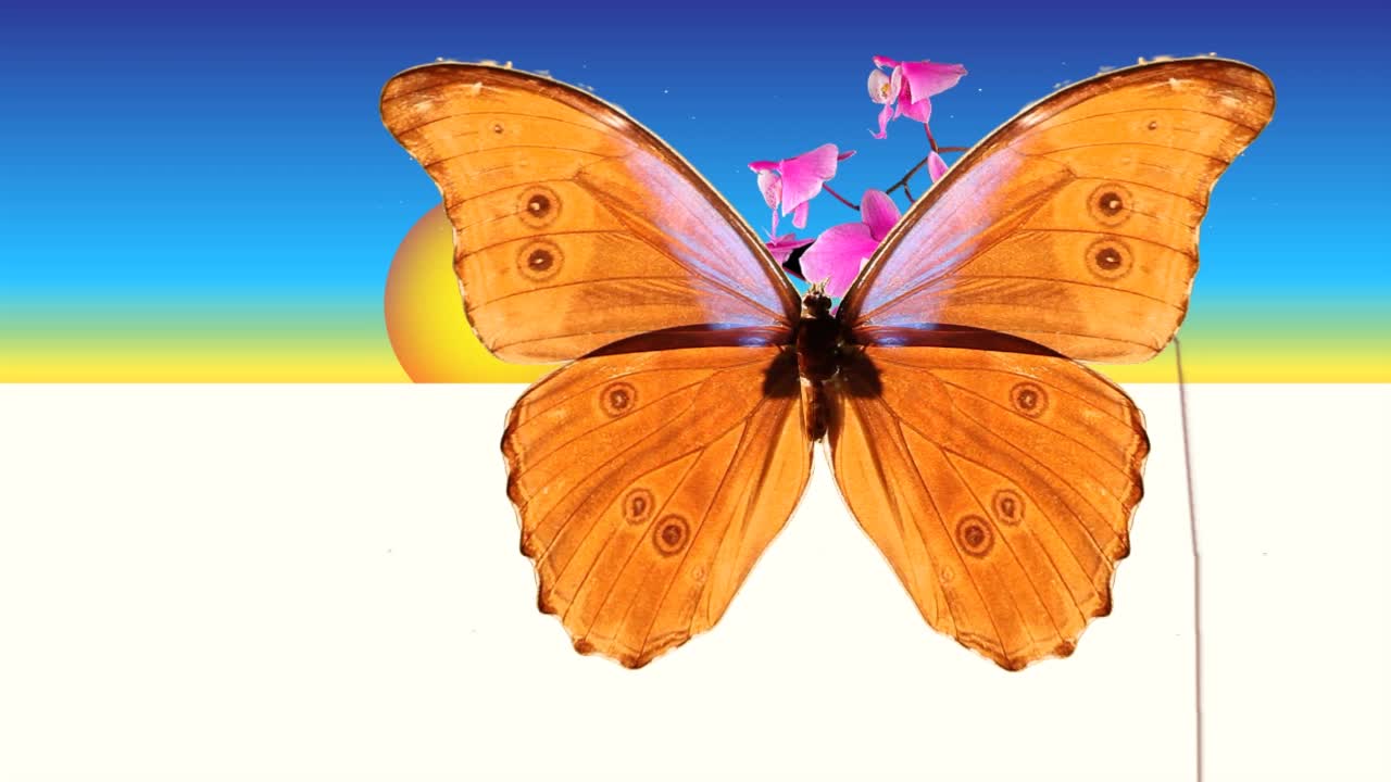 KEZAKO : D'où viennent les couleurs des ailes de papillons ?