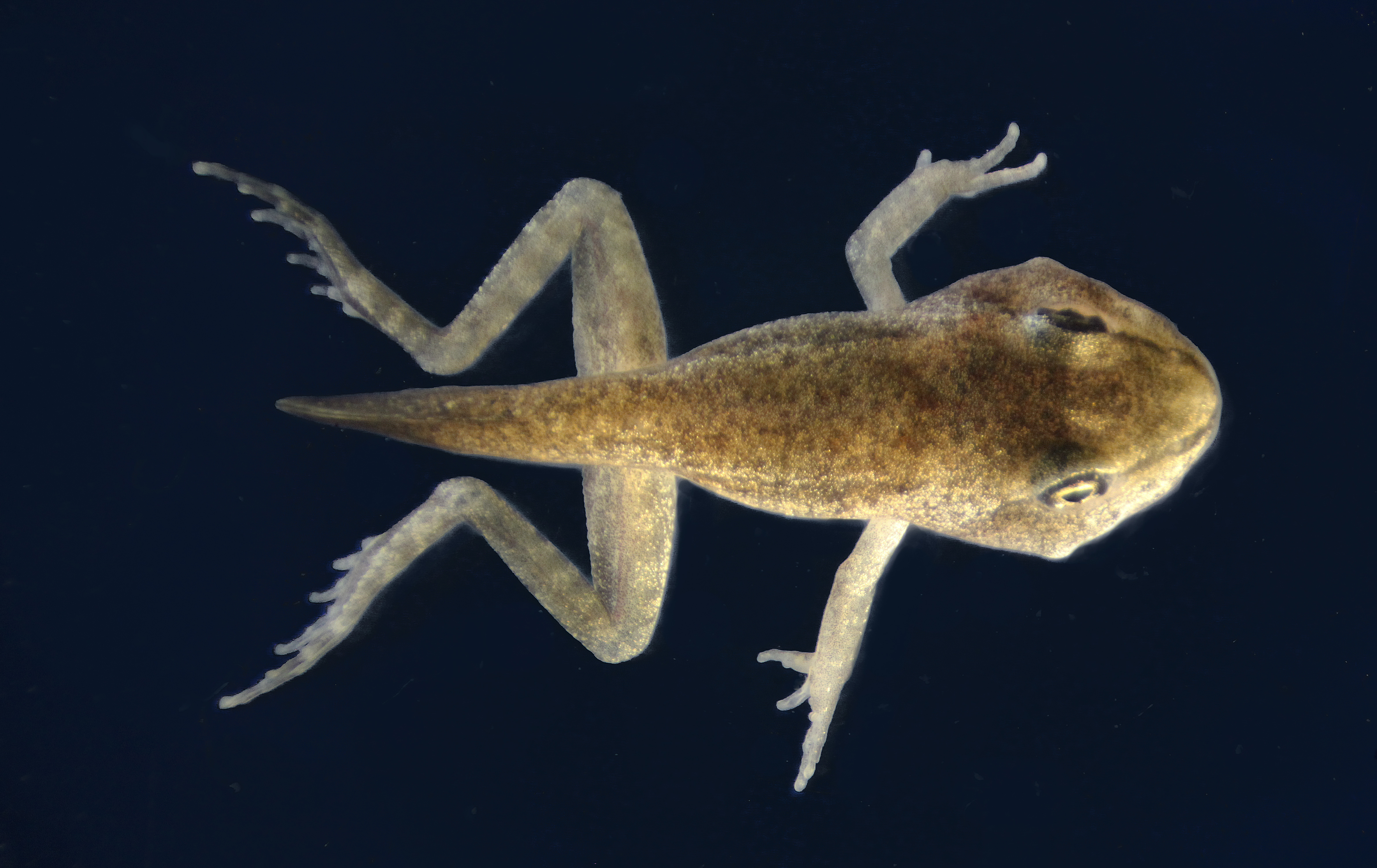 La grenouille rousse (Rana temporaria), la sortie des eaux (métamorphose)