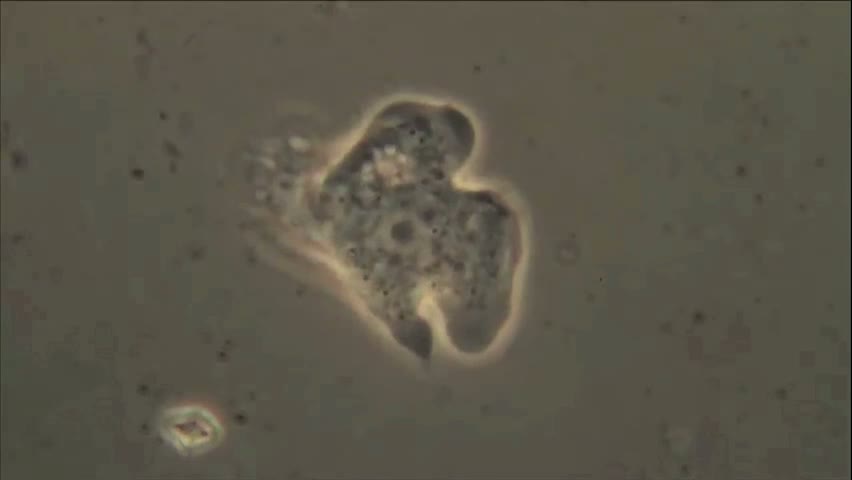 Naegleria, une petite amibe bactériophage