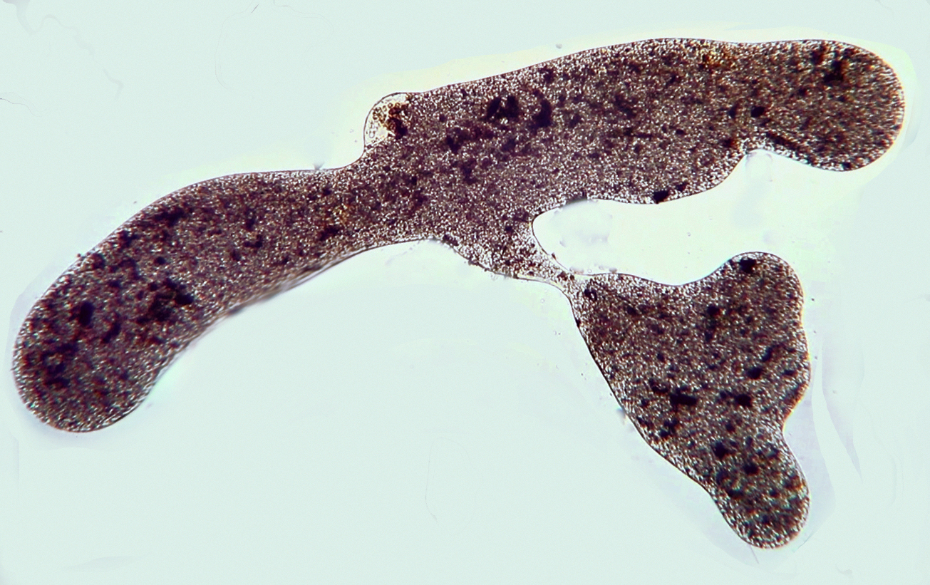 Pelomyxa palustris, tentative de division