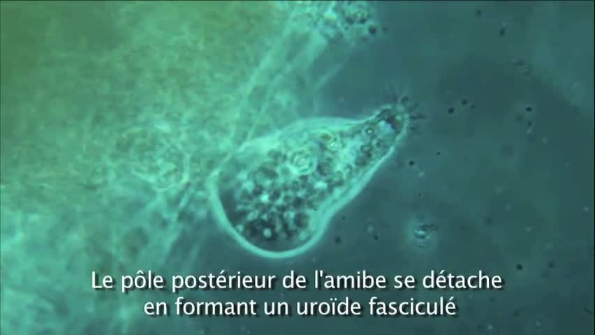 Saccamoeba, une petite amibe monopodiale ( video 1 )