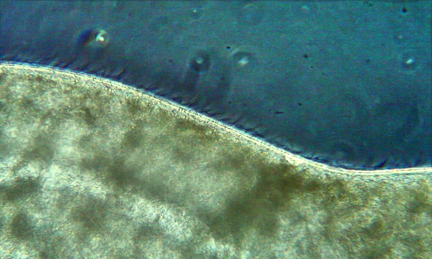 Spirostomum ambiguum, la ciliature (2)