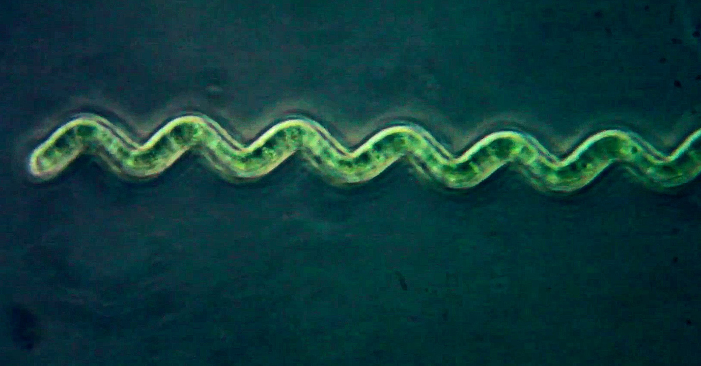 Spirulina, le "serpent de mare"