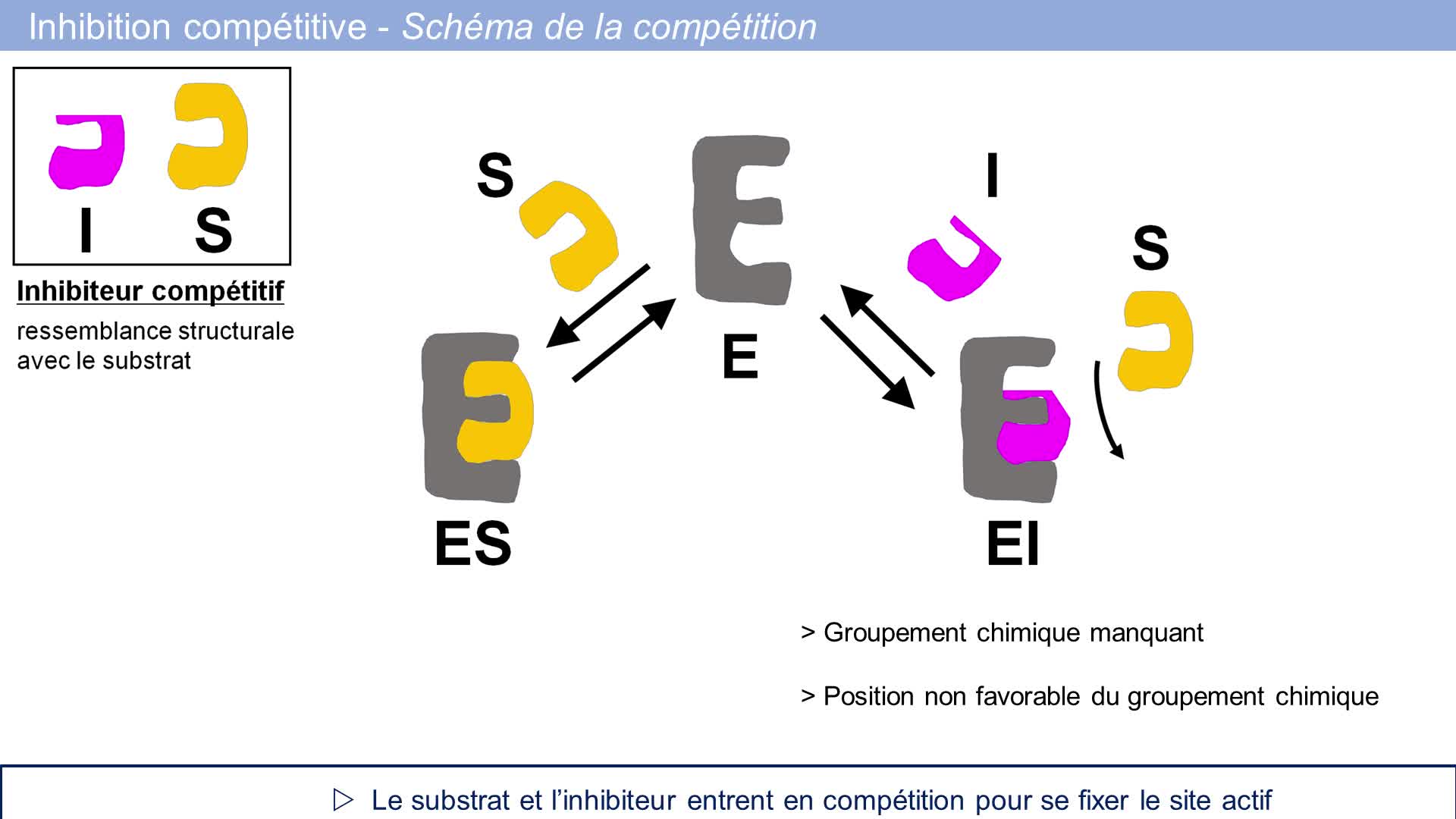 TRILOGIQUE Semaine 13: enzymes et enzymologie-inhibition compétitive