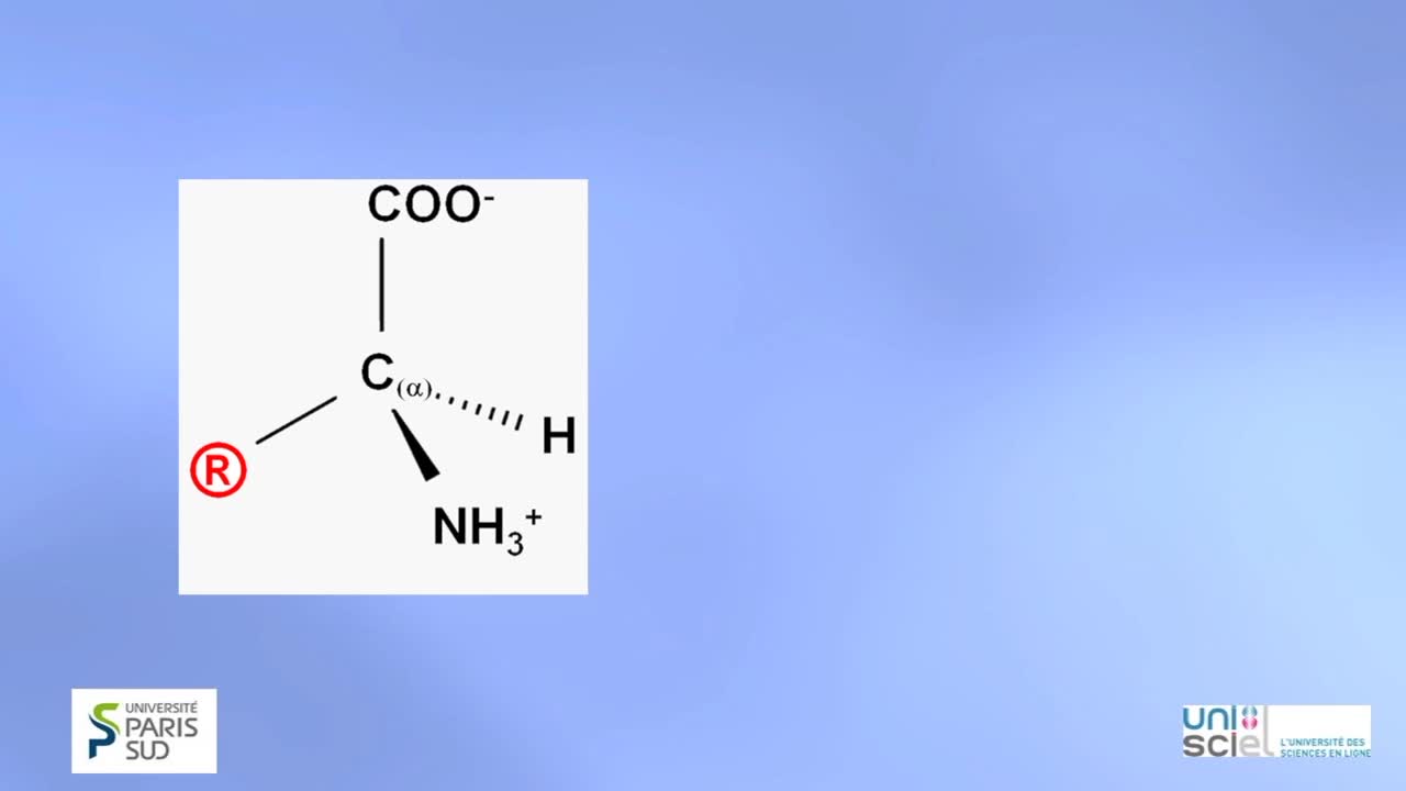 TRILOGIQUE sem 2 structure et propriété des acides aminé- chiralité acides aminés