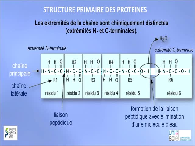 TRILOGIQUE sem 3 structure des protéines-structure primaire des protéines