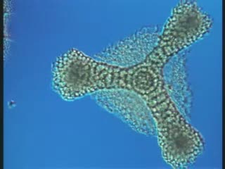 Diatomées et papillons. Microscopie artistique au 19e siècle (1999)