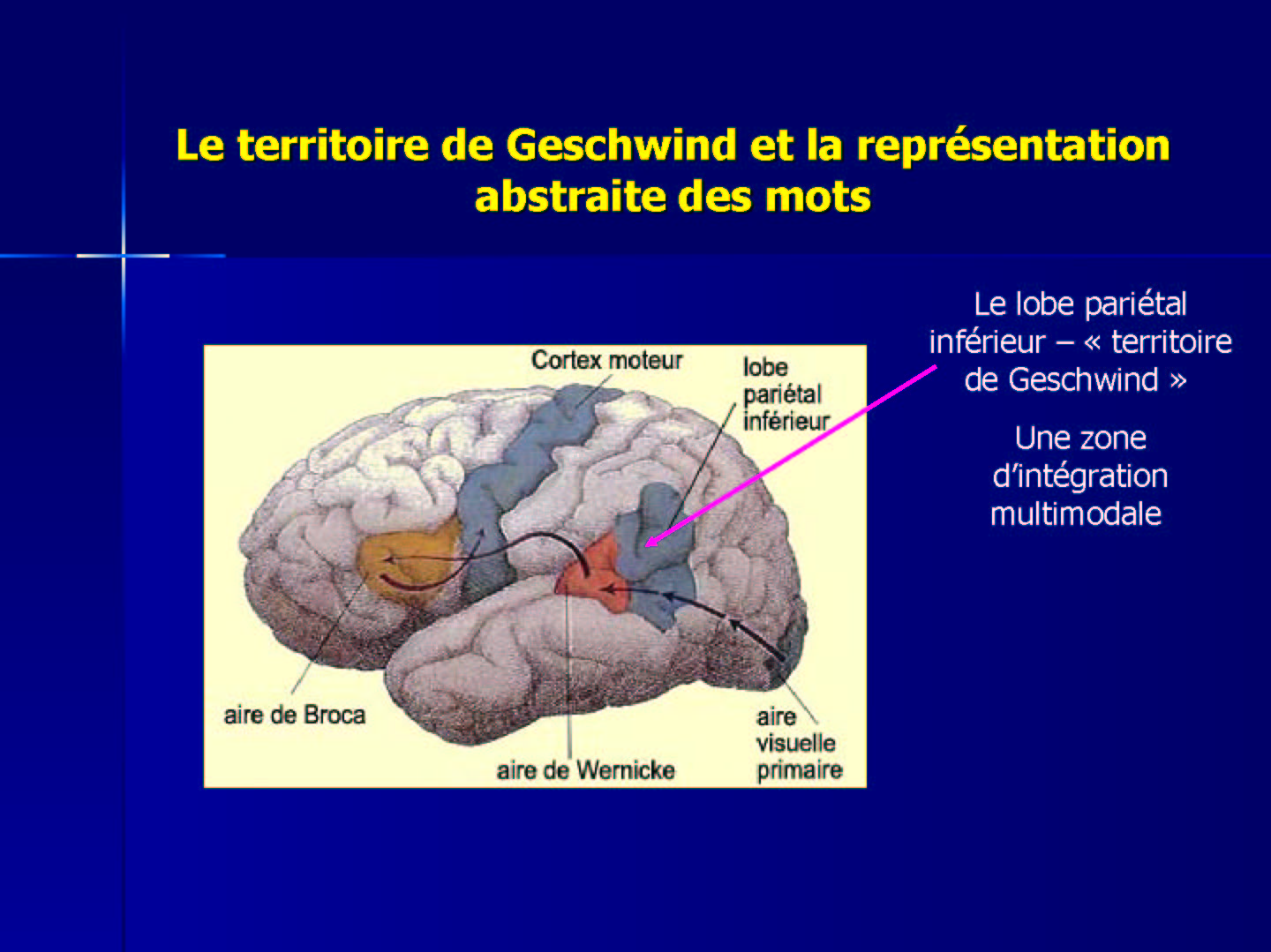 Le cerveau, le langage, le sens - Galina Iakimova
